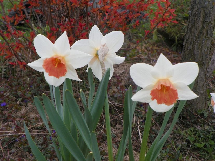 narcise Accent - z-Dobarland 2019