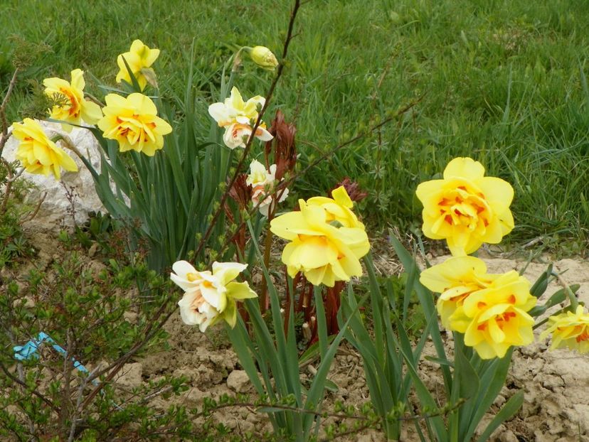 narcise Replete si Tahiti - z-Dobarland 2019
