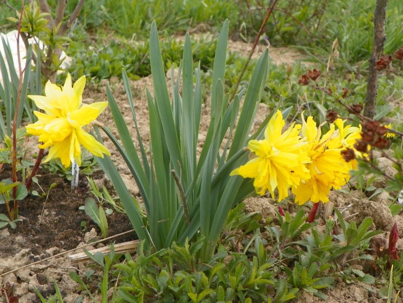 narcise Van Sion - z-Dobarland 2019