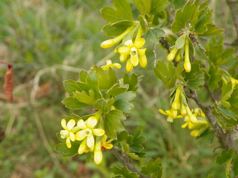 ribes aureum - z-Dobarland 2019