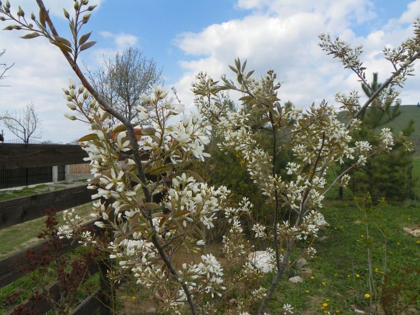 amelanchier lamarckii - z-Dobarland 2019