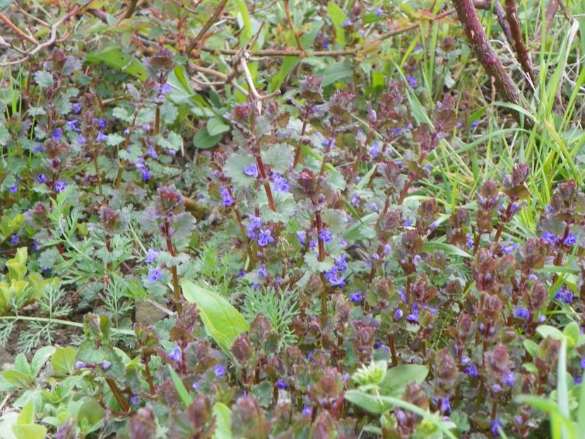 glechoma hederacea - z-Dobarland 2019