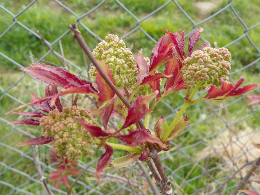 sambucus Sutherland Gold - z-Dobarland 2019