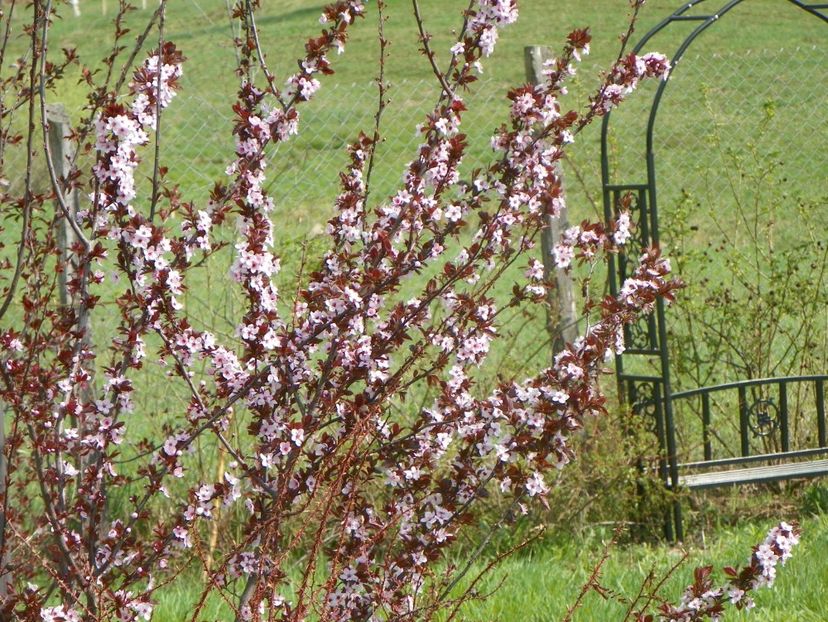 prunus cerasifera Nigra - z-Dobarland 2019