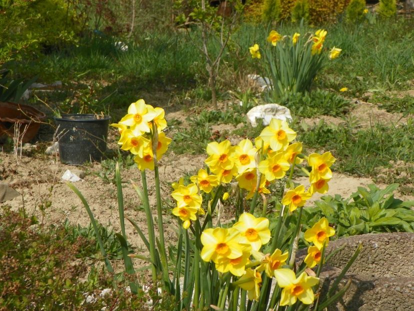 narcise Suzy - z-Dobarland 2019