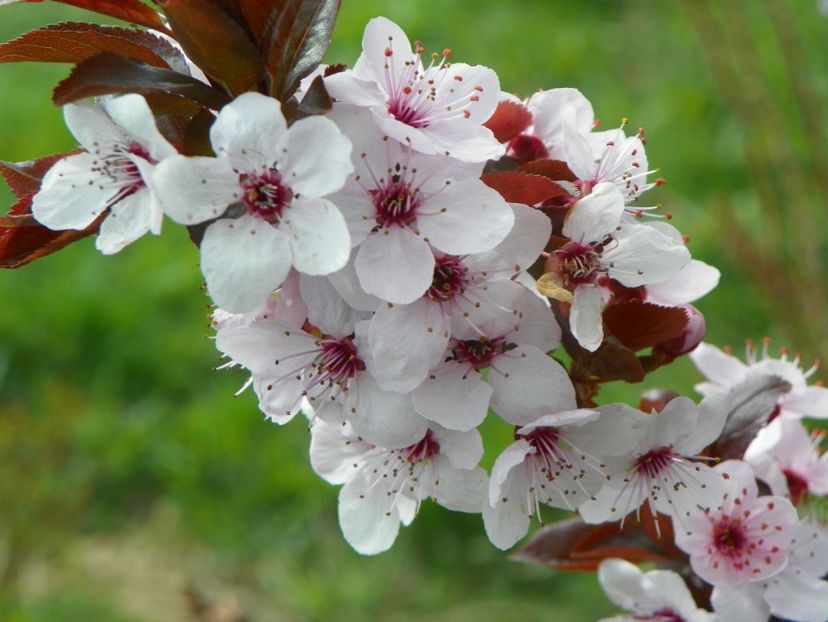 prunus cerasifera Nigra - z-Dobarland 2019