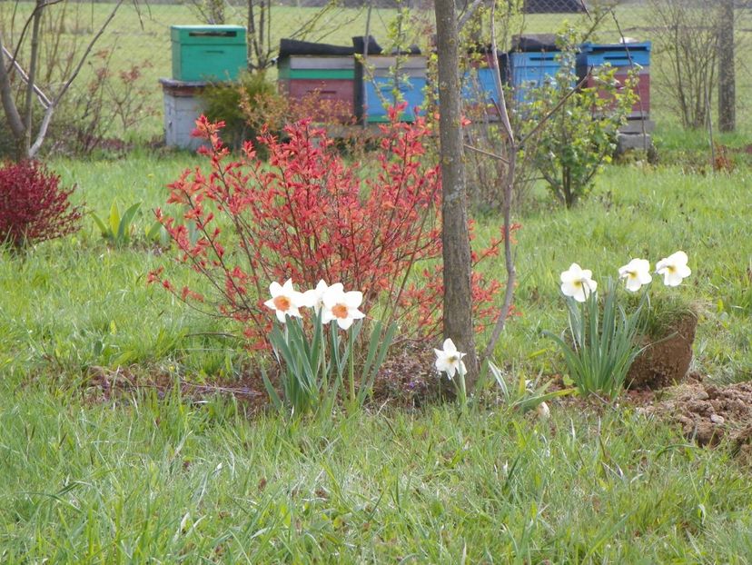 narcise Barrett Browning, Accent si spiraea Firelight - z-Dobarland 2019