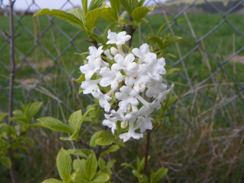 viburnum farreri Candidissimum - z-Dobarland 2019