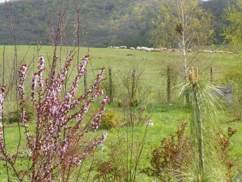 prunus cerasifera Nigra - z-Dobarland 2019
