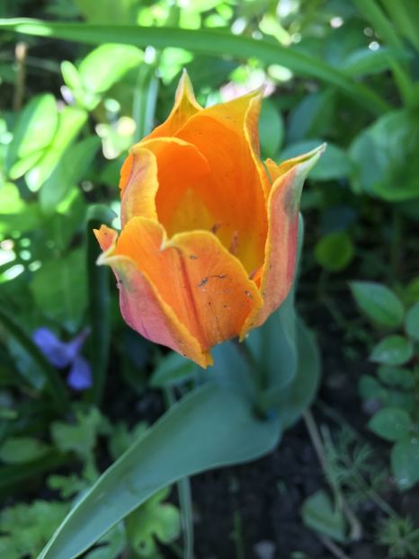 19139FBF-93F8-49BC-B95A-B4214EE20EA1 - Lalele 2019