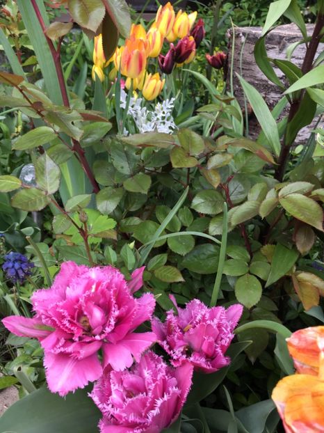 2F708959-DCFF-4E58-B58B-AF6942F2026D - Aprilie