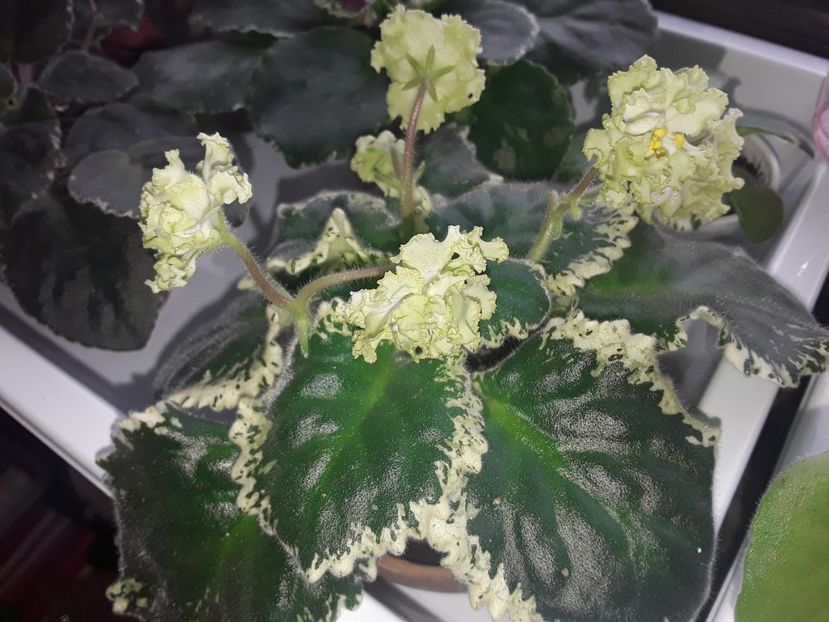  - LE Parisznije Tainy sport