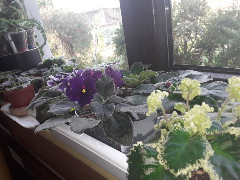  - Violete de colecție cand nu poti sa te oprești 2018aprilie