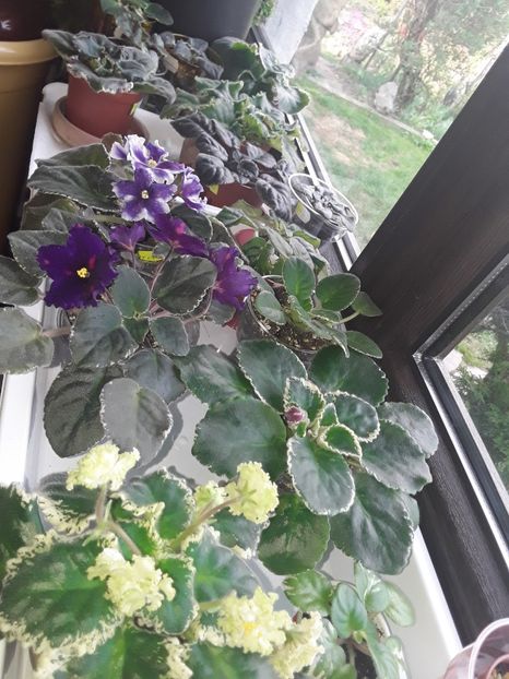  - Violete de colecție cand nu poti sa te oprești 2018aprilie