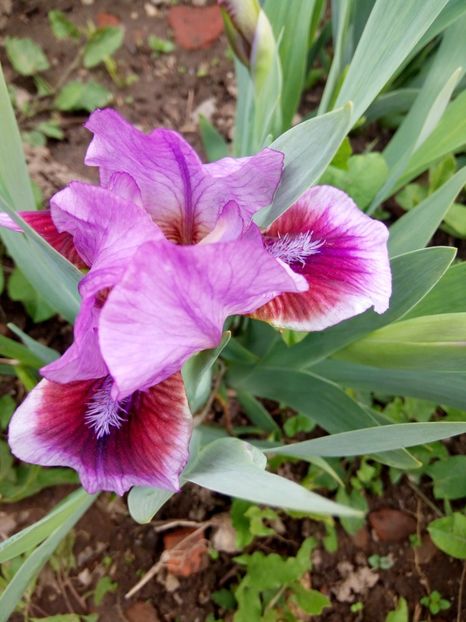 H - Colectia mea de irisi pitici in 2019-2020