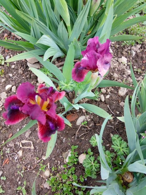 B - Colectia mea de irisi pitici in 2019-2020