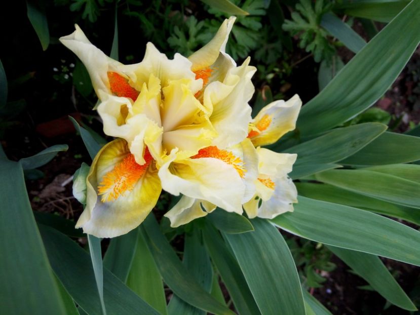 E - Colectia mea de irisi pitici in 2019-2020