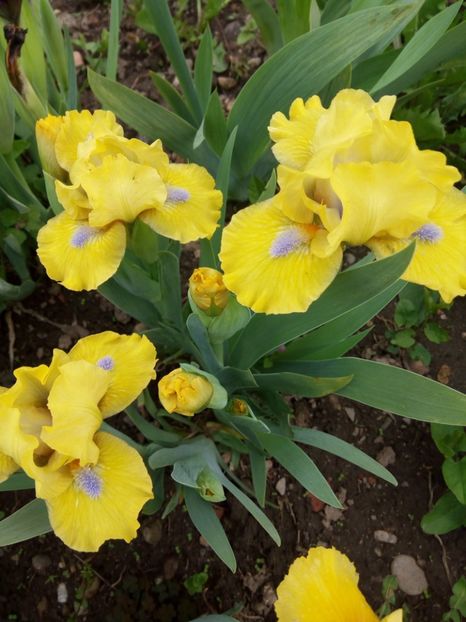 A - Colectia mea de irisi pitici in 2019-2020