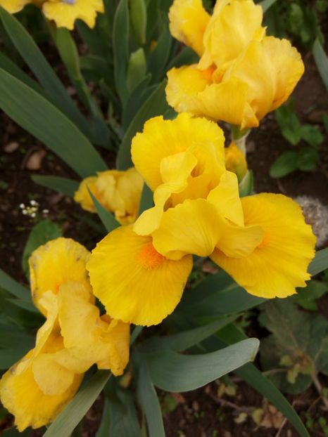 D - Colectia mea de irisi pitici in 2019-2020