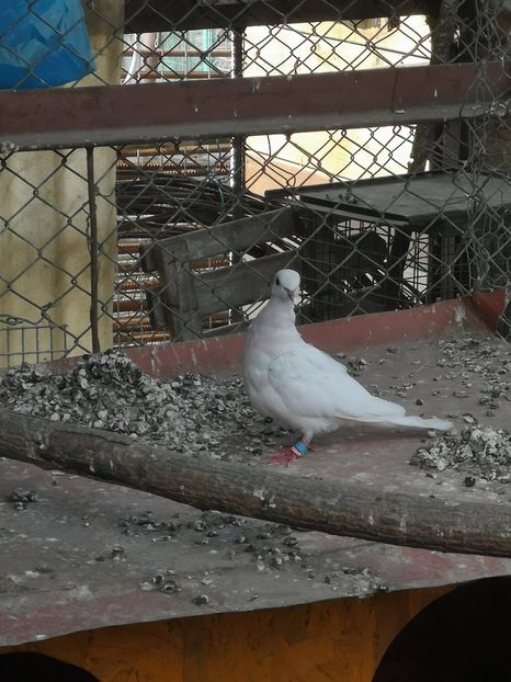  - Turturele Razatoare