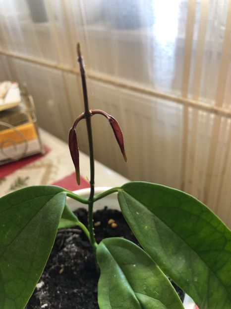 5C47F1B5-40B3-42CA-B336-EB3FF4081C72 - Alagensis NS 05-231