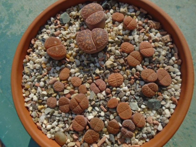 Lithops - inceputul perioadei de crestere - Suculente 2019