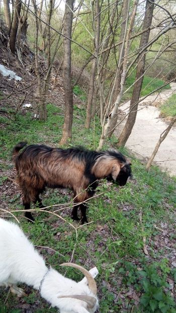 image - 0 a 1 Țap și căpriță din Aprilie 2019