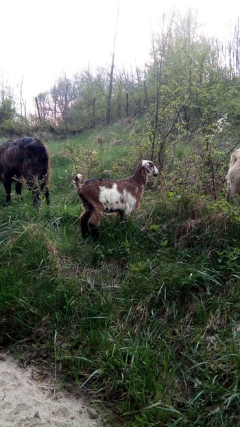 image - 0 a 1 Țap și căpriță din Aprilie 2019