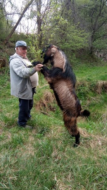 image - 0 a 1 Țap și căpriță din Aprilie 2019