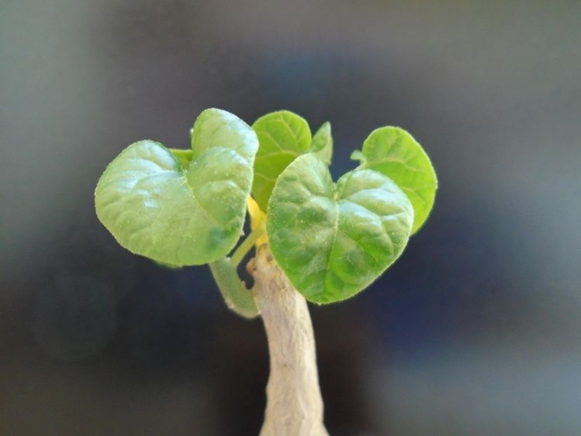 Pyrenacantha malvifolia - Caudiciforme si bulbi 2019