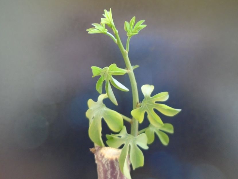 Adenia glauca - Caudiciforme si bulbi 2019
