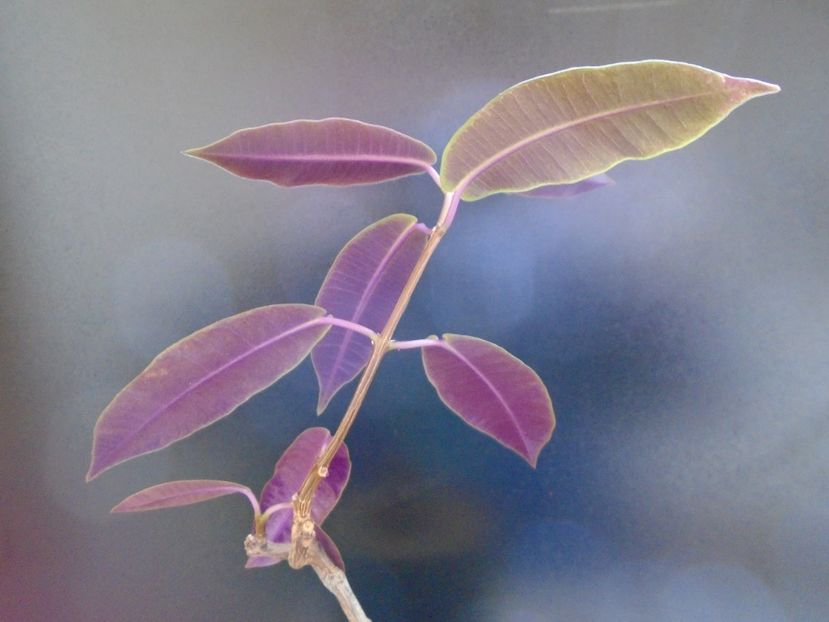 Petopentia natalensis - Caudiciforme si bulbi 2019