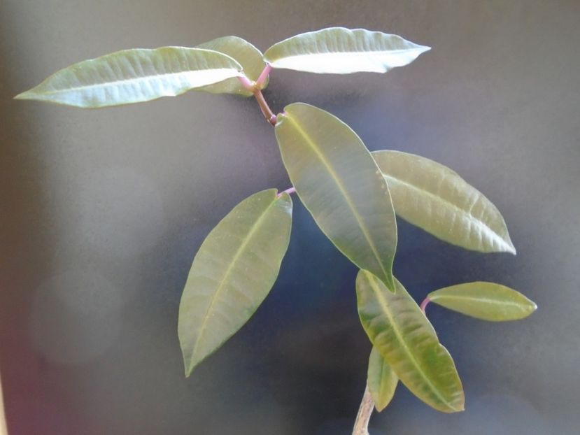 Petopentia natalensis - Caudiciforme si bulbi 2019