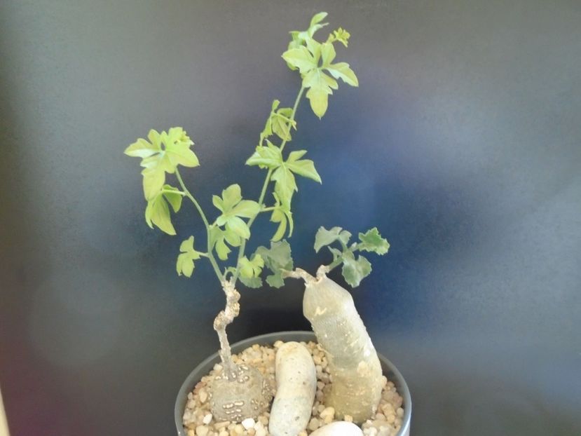 Kedrostis foetidissima & Ibervillea lindheimeri - Caudiciforme si bulbi 2019