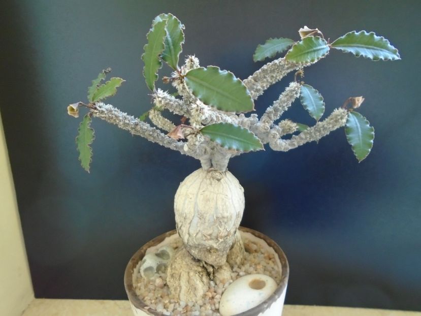 Euphorbia suzannae-marnierae - Caudiciforme si bulbi 2019