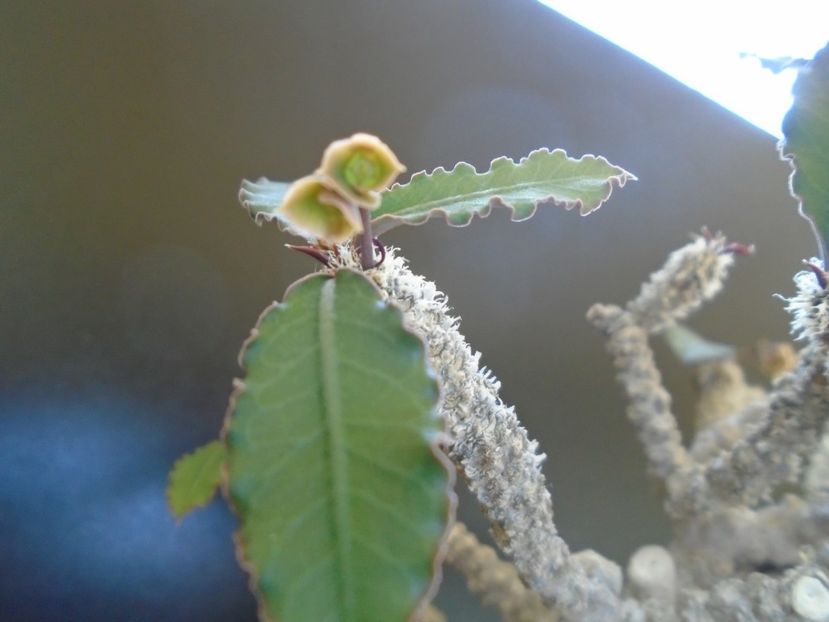 Euphorbia suzannae-marnierae - Caudiciforme si bulbi 2019