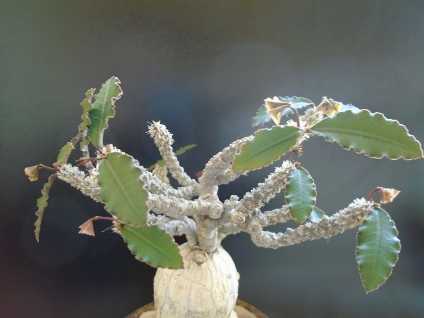 Euphorbia suzannae-marnierae - Caudiciforme si bulbi 2019