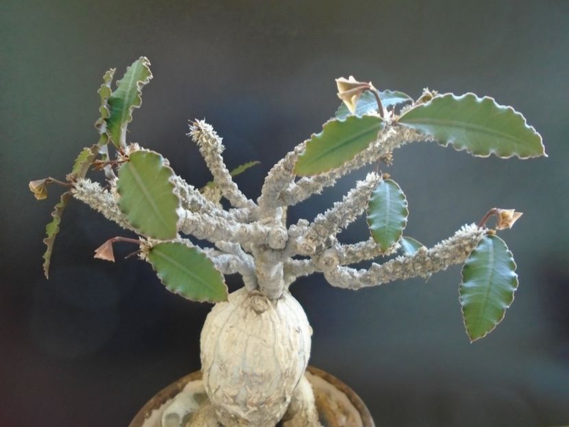 Euphorbia suzannae-marnierae - Caudiciforme si bulbi 2019