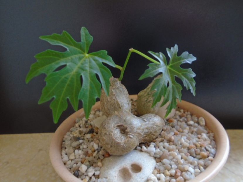 Cissus tuberosa - Caudiciforme si bulbi 2019