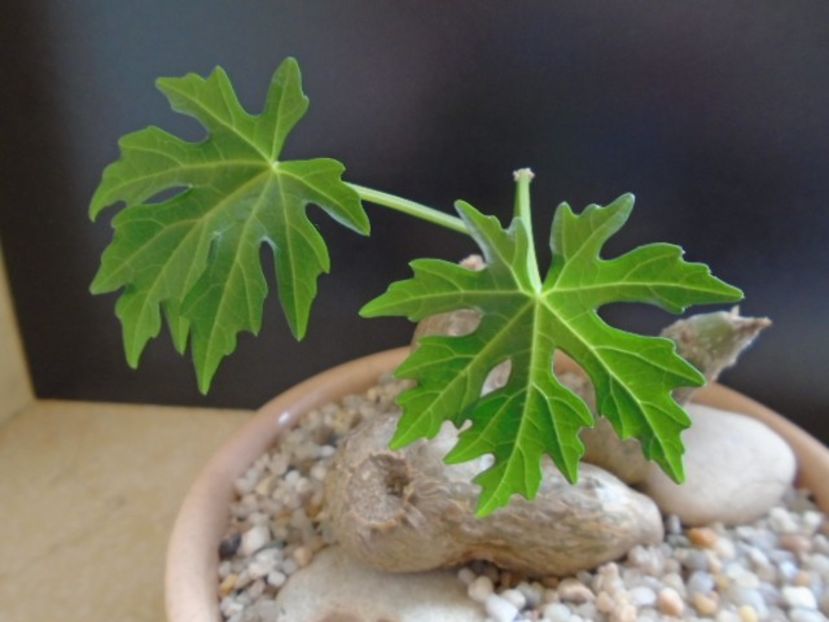 Cissus tuberosa - Caudiciforme si bulbi 2019