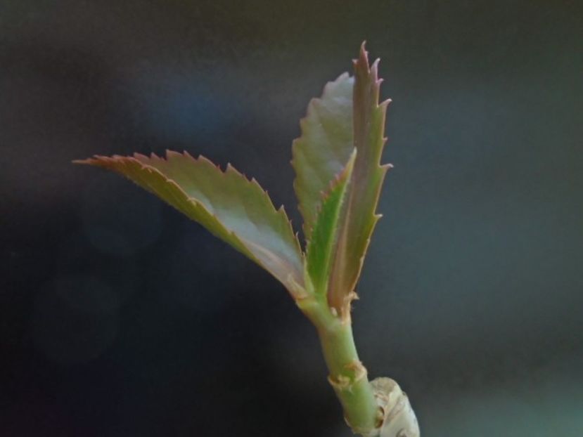 Cyphostemma juttae - Caudiciforme si bulbi 2019