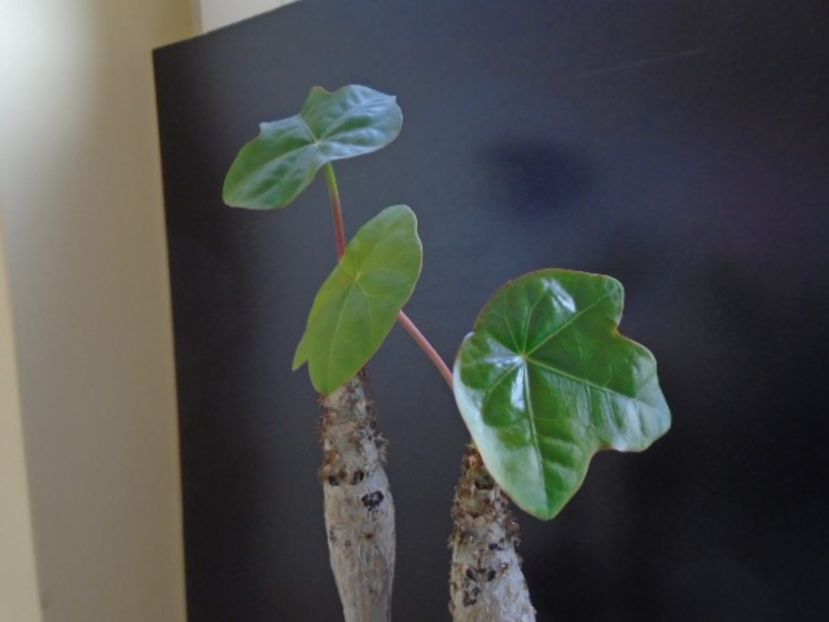 Jatropha podagrica - Caudiciforme si bulbi 2019