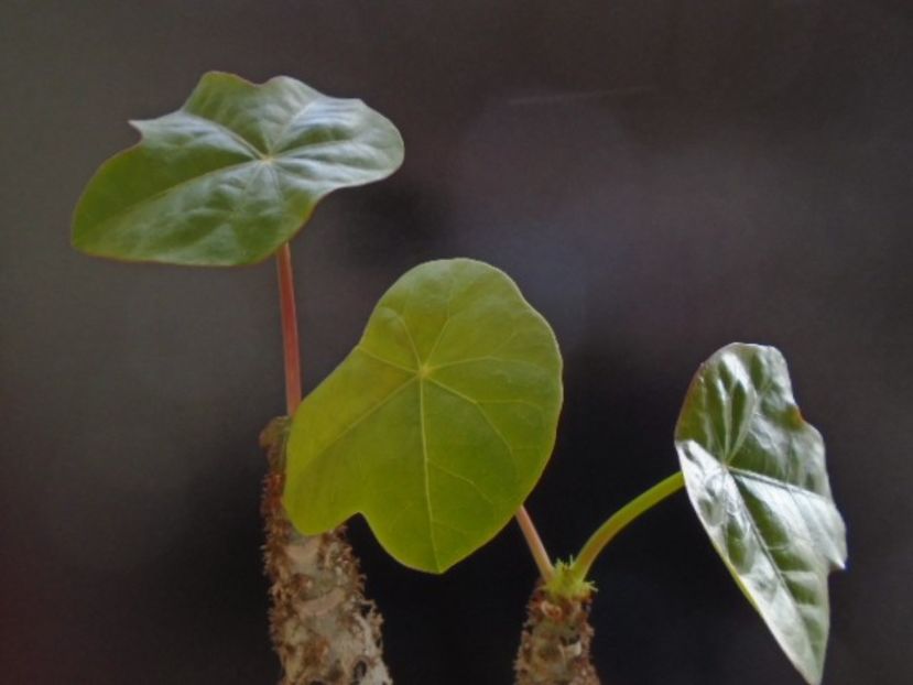 Jatropha podagrica - Caudiciforme si bulbi 2019