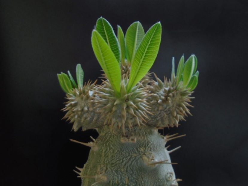 Pachyipodium brevicaule (altoit pe Pachypodium lamerei) - Caudiciforme si bulbi 2019