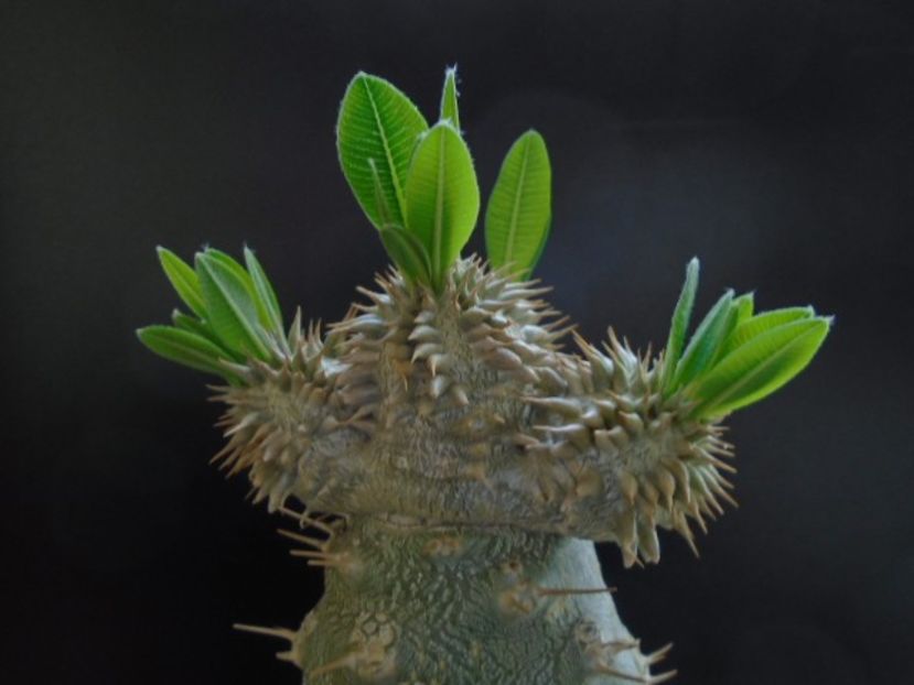 Pachyipodium brevicaule (altoit pe Pachypodium lamerei) - Caudiciforme si bulbi 2019