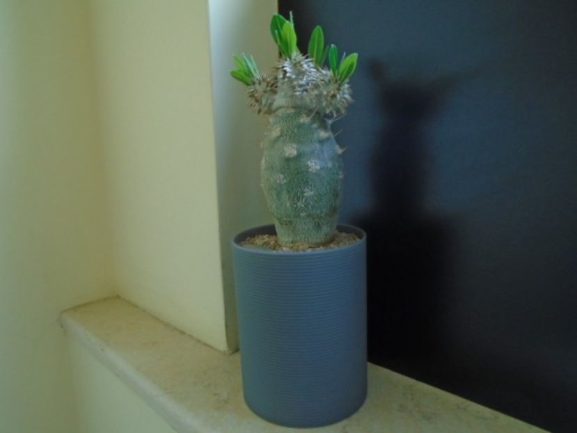 Pachyipodium brevicaule (altoit pe Pachypodium lamerei) - Caudiciforme si bulbi 2019