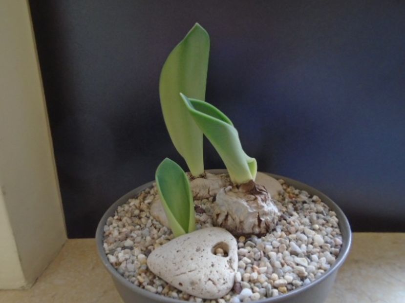 Rauhia peruviana - Caudiciforme si bulbi 2019