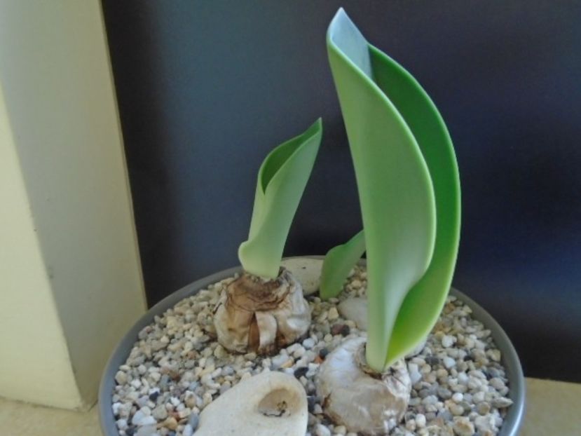 Rauhia peruviana - Caudiciforme si bulbi 2019