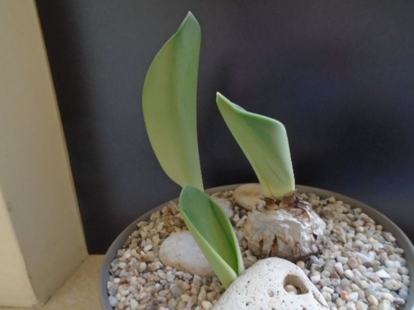 Rauhia peruviana - Caudiciforme si bulbi 2019