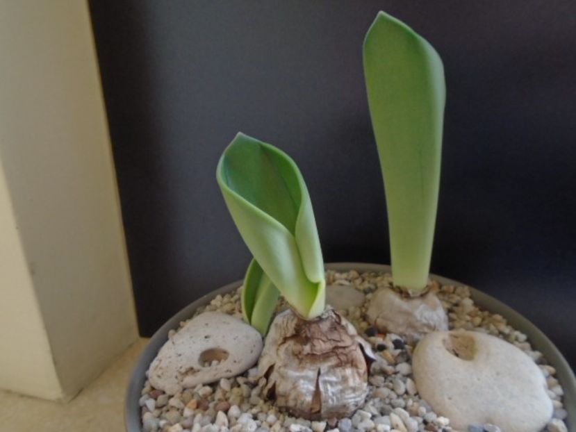 Rauhia peruviana - Caudiciforme si bulbi 2019